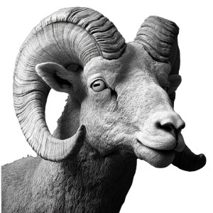 Ram Head V2 Vinyl Car Decal Sticker – Waterproof & UV-Resistant 8"