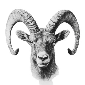 Alpine Ibex Head Vinyl Car Decal Sticker – Waterproof & UV-Resistant 8"