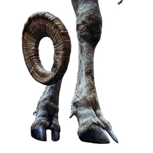 Ram'S Leg Vinyl Car Decal Sticker – Waterproof & UV-Resistant 8"