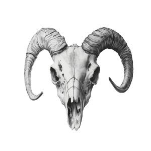 Goat Skull Realism Vinyl Car Decal Sticker – Waterproof & UV-Resistant 8"