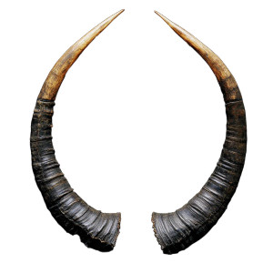 Huge Horns Vinyl Car Decal Sticker – Waterproof & UV-Resistant 8"