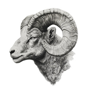 Mountain Ram Head Vinyl Car Decal Sticker – Waterproof & UV-Resistant 8"