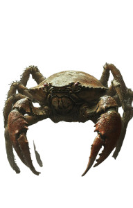 Mystical Crab Creature Vinyl Car Decal Sticker – Waterproof & UV-Resistant 8" Mystical Crab Creature Vinyl Car Decal Sticker – Waterproof & UV-Resistant 8"