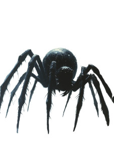 Giant Forest Spider Vinyl Car Decal Sticker – Waterproof & UV-Resistant 8"