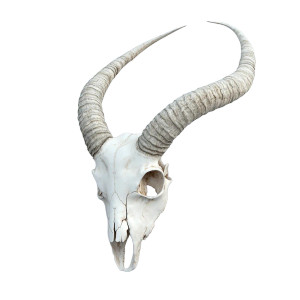 Antelope Skull V2 Vinyl Car Decal Sticker – Waterproof & UV-Resistant 8"