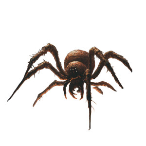 Giant Face Spider Vinyl Car Decal Sticker – Waterproof & UV-Resistant 8"