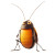 Funny Cartoon Cockroach Vinyl Car Decal Sticker – Waterproof & UV-Resistant 8"