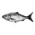 Cute Herring Drawing Vinyl Car Decal Sticker – Waterproof & UV-Resistant 8"