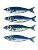 Blue Sardines Print Vinyl Car Decal Sticker – Waterproof & UV-Resistant 8"