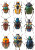 Vibrant Beetle Collage Vinyl Car Decal Sticker – Waterproof & UV-Resistant 8"