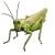 Grasshopper V2 Vinyl Car Decal Sticker – Waterproof & UV-Resistant 8"
