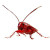 Shiny Red Cockroach Vinyl Car Decal Sticker – Waterproof & UV-Resistant 8"