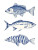 Blue Ink Fishes Vinyl Car Decal Sticker – Waterproof & UV-Resistant 8"
