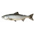 Grey Atlantic Salmon Vinyl Car Decal Sticker – Waterproof & UV-Resistant 8"