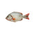 Fresh Tilapia Vinyl Car Decal Sticker – Waterproof & UV-Resistant 8"