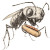 Giant Ant Eating Hotdog Vinyl Car Decal Sticker – Waterproof & UV-Resistant 8"