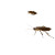 Cockroaches On Floor Vinyl Car Decal Sticker – Waterproof & UV-Resistant 8"