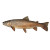 19Th Century Trout Vinyl Car Decal Sticker – Waterproof & UV-Resistant 8"