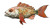 Lucky Grouper Art Vinyl Car Decal Sticker – Waterproof & UV-Resistant 8"