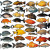 Fish Display Vinyl Car Decal Sticker – Waterproof & UV-Resistant 8"