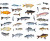 Fresh Fish Display Vinyl Car Decal Sticker – Waterproof & UV-Resistant 8"