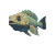 Ocean Cabezon Vinyl Car Decal Sticker – Waterproof & UV-Resistant 8"