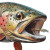 Trout With Fly Vinyl Car Decal Sticker – Waterproof & UV-Resistant 8"