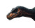 Allosaurus Close-Up Vinyl Car Decal Sticker – Waterproof & UV-Resistant 8"