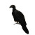 Black Vulture Silhouette Vinyl Car Decal Sticker – Waterproof & UV-Resistant 8"