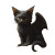 Gargoyle Cat Hybrid Vinyl Car Decal Sticker – Waterproof & UV-Resistant 8"