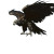 Giant Dark Eagle Vinyl Car Decal Sticker – Waterproof & UV-Resistant 8"