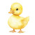 Cute Baby Duckling V2 Vinyl Car Decal Sticker – Waterproof & UV-Resistant 8"