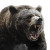Grizzly Aggressive Realistic Vinyl Car Decal Sticker – Waterproof & UV-Resistant 8"