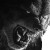 Menacing Werewolf Bite Vinyl Car Decal Sticker – Waterproof & UV-Resistant 8"
