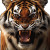 Roaring Tiger Face V3 Vinyl Car Decal Sticker – Waterproof & UV-Resistant 8"