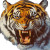 Angry Airbrushed Tiger Vinyl Car Decal Sticker – Waterproof & UV-Resistant 8"