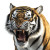 Screaming Tiger V2 Vinyl Car Decal Sticker – Waterproof & UV-Resistant 8"