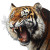 Furious Tiger Portrait V2 Vinyl Car Decal Sticker – Waterproof & UV-Resistant 8"