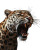 Angry Leopard Painting Vinyl Car Decal Sticker – Waterproof & UV-Resistant 8"