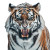 Roaring Tiger V40 Vinyl Car Decal Sticker – Waterproof & UV-Resistant 8"