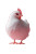 White Disney Chicken Vinyl Car Decal Sticker – Waterproof & UV-Resistant 8"