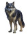 Wild Wolf Vinyl Car Decal Sticker – Waterproof & UV-Resistant 8"