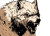 Snarling Comic Wolf Vinyl Car Decal Sticker – Waterproof & UV-Resistant 8"