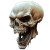 Angry Realistic Skull Vinyl Car Decal Sticker – Waterproof & UV-Resistant 8"