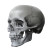 Realistic Skull V5 Vinyl Car Decal Sticker – Waterproof & UV-Resistant 8"
