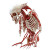 Biologische Anatomie Illustration Vinyl Car Decal Sticker – Waterproof & UV-Resistant 8"