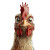 Glaring Cartoon Chicken Vinyl Car Decal Sticker – Waterproof & UV-Resistant 8"