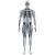 Human Ct Scan Vinyl Car Decal Sticker – Waterproof & UV-Resistant 8"