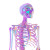 Neon Skeleton V2 Vinyl Car Decal Sticker – Waterproof & UV-Resistant 8"