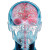 X-Ray Skull Brain V3 Vinyl Car Decal Sticker – Waterproof & UV-Resistant 8"